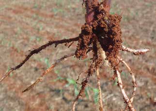 21 dias, quando as larvas transformam-se em pupas próximo à haste das plantas. Após aproximadamente oito dias emergem os adultos que realizarão novas posturas. Figura 1.