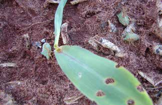 Percevejo Barriga Berde (Dichelops furcatus E D.