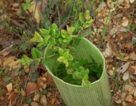 2013 Existem factores locais que influenciam a incidência da doença Entre as parcelas observaram-se diferenças significativas no desenvolvimento das plantas e na sua sobrevivência A