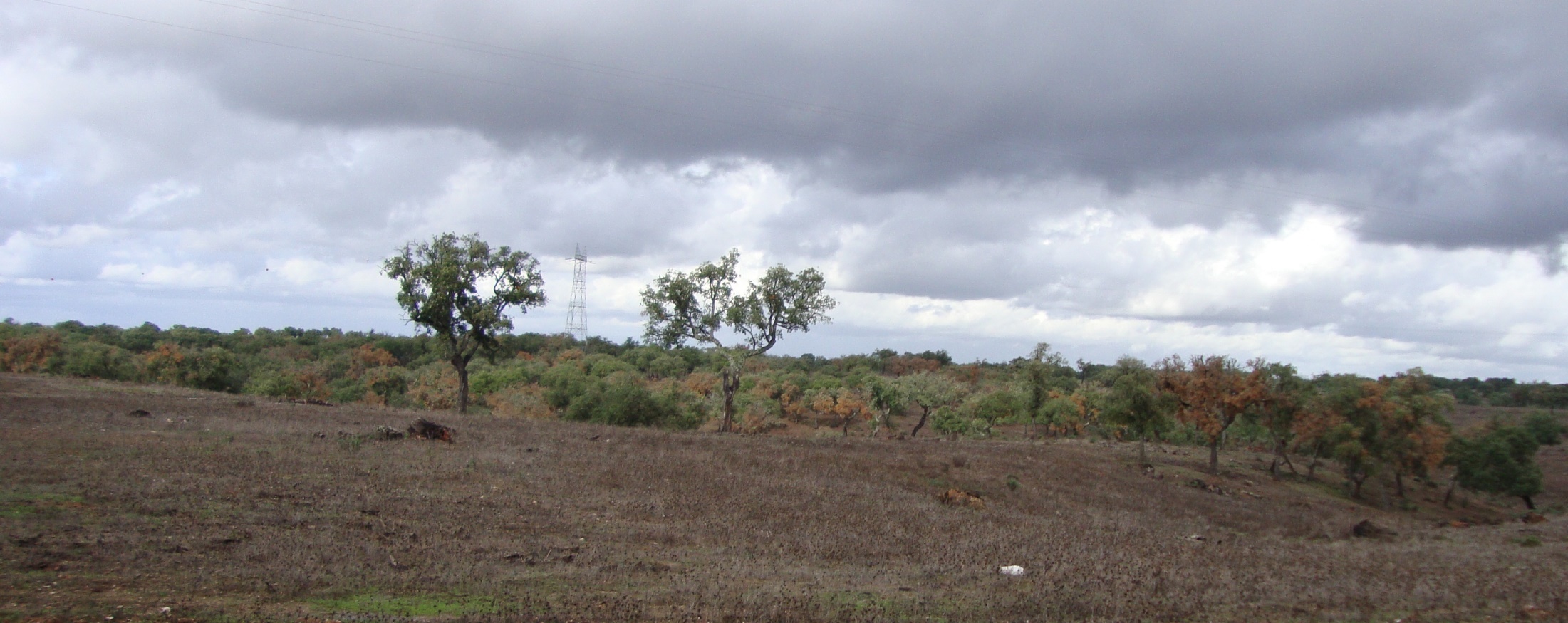 Montado-Declínio Os Montados são sistemas semi-naturais agro-silvo-pastoris de desenvolvimento regional, dominados por sobreiros e azinheiras Em Portugal a morte dos sobreiros é relatada desde 1898