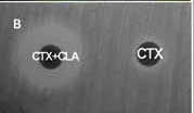 Figura 9: Lado direito da figura disco de cefotaxima e lado esquerdo disco combinado de cefotaxima e ácido clavulânico. Teste positivo para ESBL. Fonte: Corção et al. (2009).