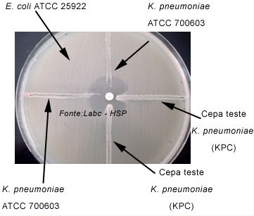 Müller Hinton previamente semeada com Escherichia coli (ATCC 25922) cepa sensível a todas as classes de antibióticos, ajustada na escala 0,5 de Mac Farland.