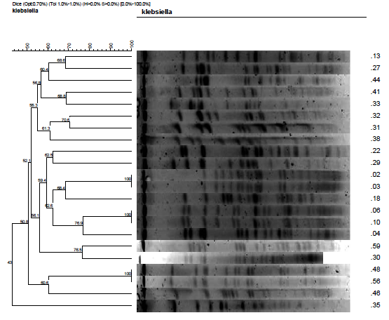 Figura 13: Dendograma dos isolados de Klebsiella pneumoniae Dentre os isolados de Escherichia coli a diversidade genética foi ainda maior. Nenhum isolado apresentou identidade de 100% com outro.