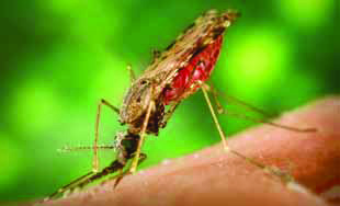 Iniciativa Amazônica Contra a Malária/ Rede Amazônica de Vigilância da Resistência às Drogas Antimaláricas Documento de orientação estratégica para vigilância e controle de vetores da malária na