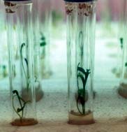 Como se processa a cultura de células e tecidos vegetais in vitro?