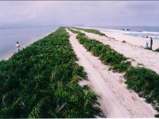 1. Introdução A restinga da Marambaia localiza-se na baía de Sepetiba no litoral sul do estado do Rio de Janeiro (Figura 1).