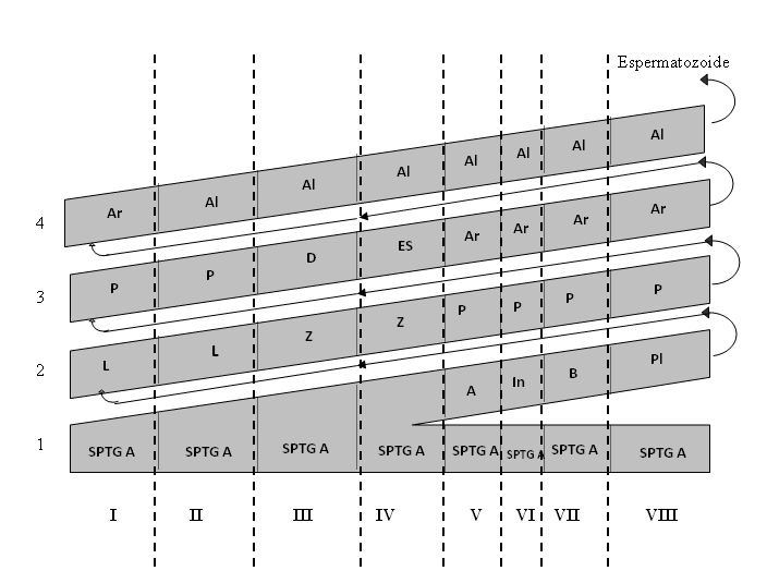 Fig.5- Diagrama do processo espermatogênico, onde os números arábicos (linhas) indicam o ciclo espermatogênico e os números romanos (colunas) indicam os 8 estádios do ciclo do epitélio seminífero.