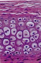 Histologia Componentes fundamentais dos tecidos: Células diferentes tipos celulares; Substância Intercelular