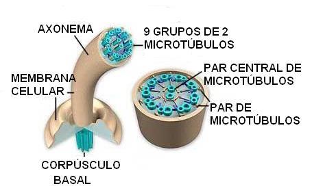 Cílios Organela celular; Protuberância finas,