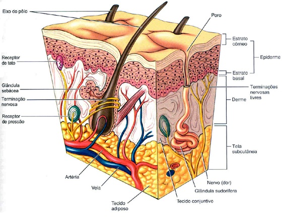 Introdução à Pele - REVISÃO Pele A pele é o maior órgão do corpo humano (representa quase 15% do peso de nosso corpo) e desempenha funções muito importantes, confira.