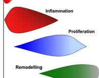 Prostanoides Dano, inflamação e reparo tecidual mucosa gástrica (gastroproteção) Rajakariar (2006) MI doi: 10.1124/