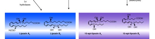 AAS e epi-lipoxinas Efeitos adversos do AAS enzima acetilada Gastrointestinais Efeito irritante, além de inibição de CX Hepatite (dependente de dose) Síndrome de Reye Metabólicos Desacoplamento da