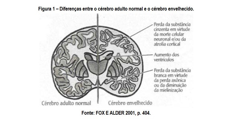 Todas estas mudanças físicas no Sistema Nervoso Central geram prejuízos como dificuldade na capacidade de registrar, reter e lembrar de experiências recentes, velocidade lenta para novos