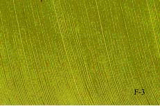 Figura 1 : Imagem de amostras de folhas infectadas pela Sigatoka Negra nos estádios 1 e 2, obtida através de um escaner. 3.
