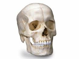 11 Diz o nome de um osso do braço. Estudo do Meio O corpo humano - esqueleto 12 Diz o nome de um osso da perna. 13 Diz os principais ossos da cabeça? 14 Onde estão implantados os dentes?