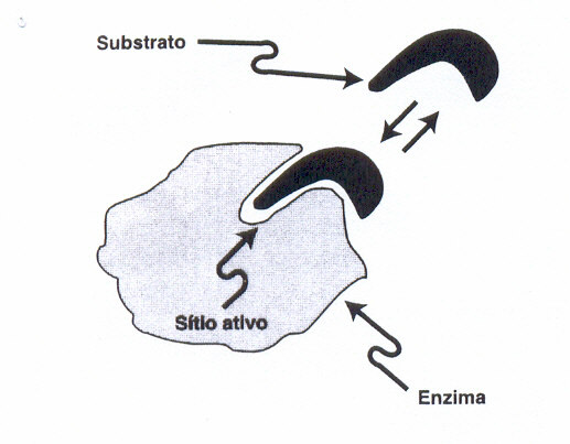 FIGURA 1 Enzia-substrato O coplexo enzia-substrato te papel central na reação enziática.