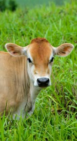 Volumosos suplementares SUDESTE E CENTRO-OESTE Normalmente as vacas usam o pasto entre novembro e março. De abril/maio a setembro/outubro, é necessário recorrer aos volumosos suplementares.