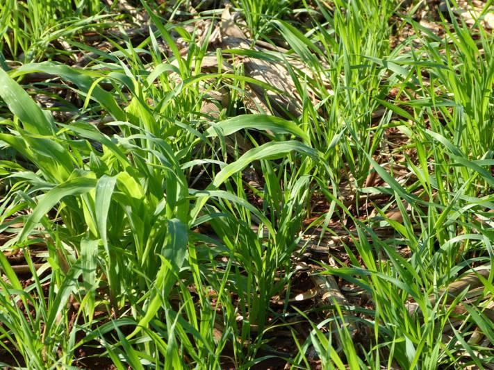 Cultura do trigo com plantas