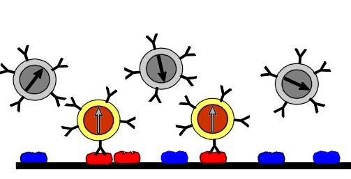 Nanopartículas - Aplicações Biomédicas Observação de Reações Bioquímicas Ø Tempo de Relaxação Magnética Ø Partículas livre e