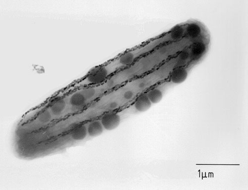 Bactéria Magnetostática Ø Quando expostas a um campo magnético movimentam-se de acordo com o campo Ø