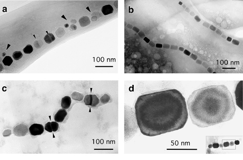 Bactéria Magnetostática Ø A natureza magnética: pequenas partículas magnéticas (nm) no interior das bactérias Ø