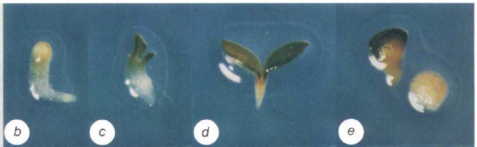 Genes essenciais para o estabelecimento do padrão apical-basal Adaptado: Mayer, U. et al., Mutations affecting body organization in the Arabidopsis embryo 353, 402 407, Nature, 1991.