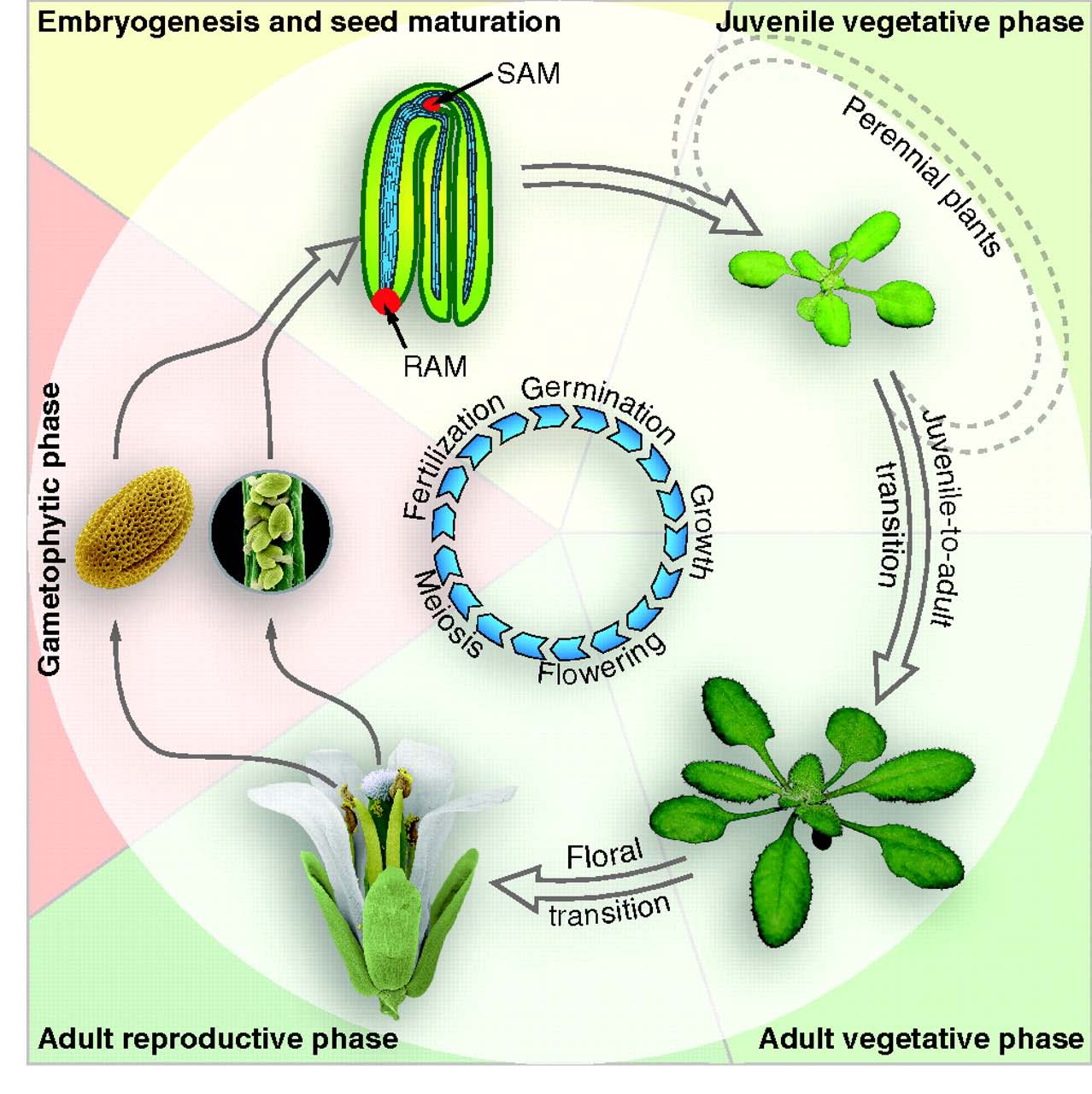 Fases do desenvolvimento vegetal 1) Embriogênese 2) Fase vegetativa 3) Fase reprodutiva Huijser, P.