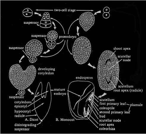 Folhas primárias Feijão: desenvolvimento inicial do embrião e plântula formada epicótilo cotilédones hipocótilo Sistema radicular Primeira divsão do zigoto e sequência de desenvolvimento do embrião