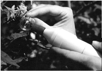 1- Emasculação de flores em plantas femininas 2- Extração do pólen 3-