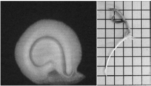 1 2 3 FISSURAS INTERNAS PROVOCADAS POR INJÚRIAS MECÂNICAS, NÃO IDENTIFICADAS EXTERNAMENTE PODEM PROVOCAR ANORMALIDADE NA GERMINAÇÃO (Flor, 2003). 1. Imagem externa; 2. Radiografia; 3.