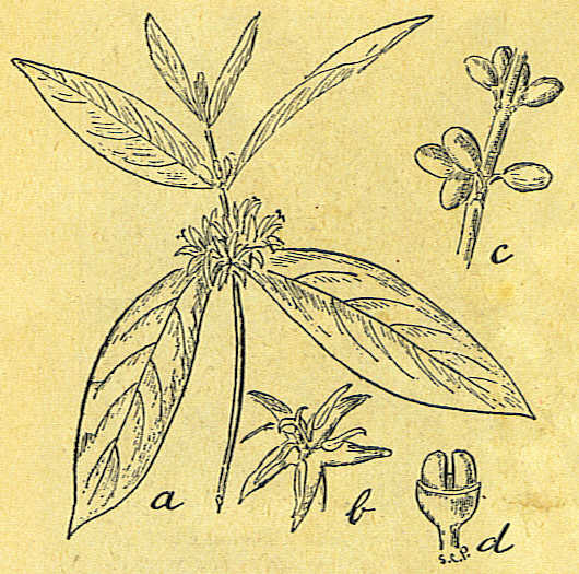 PLANTAS ORIGINÁRIAS DO CONTINENTE ASIÁTICO In Atlas de Botanica, Antonio Xavier Pereira Coutinho, Companhia Nacional Editora, 1808