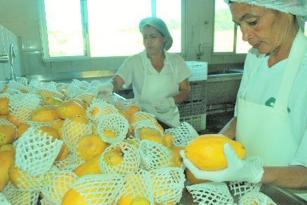 Distribuição de Alimentos à Pessoa Idosa Objetivo agora é ampliar o reaproveitamento de alimentos e a distribuição de alimentos in natura, minimamente processados, polpa e pacotes de sopa desidratada