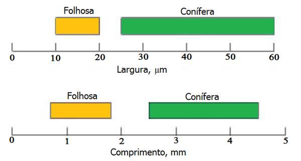 Fibras curtas e longas Comprimento e