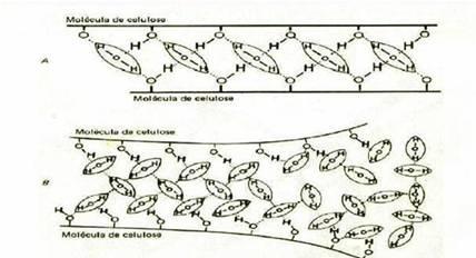 Ligações das moléculas de celulose com a água Figura 1.4.