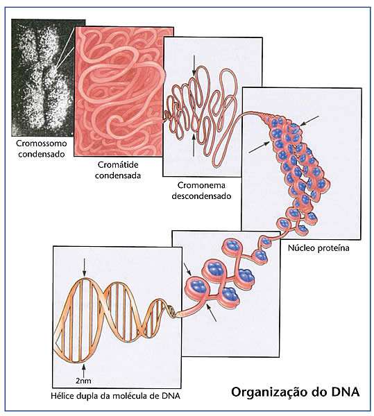 Da Cromatina ao Cromossoma Curiosidades: Cada cromossoma mede, em média, 10-3 nm de comprimento e 10-2 nm de diâmetro, a molécula de DNA que o constitui tem 8 cm de comprimento.