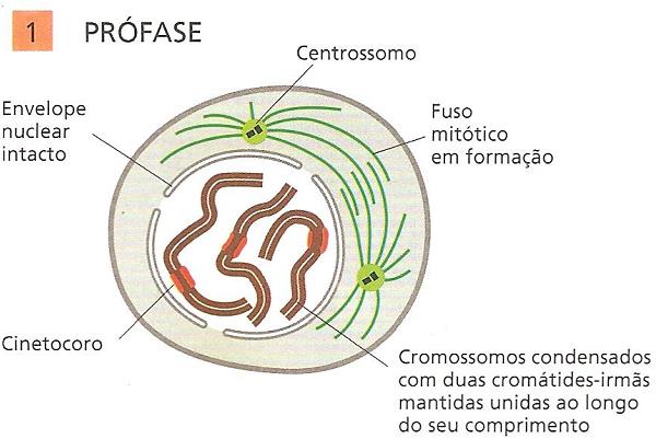 Prófase Pró-Metáfase