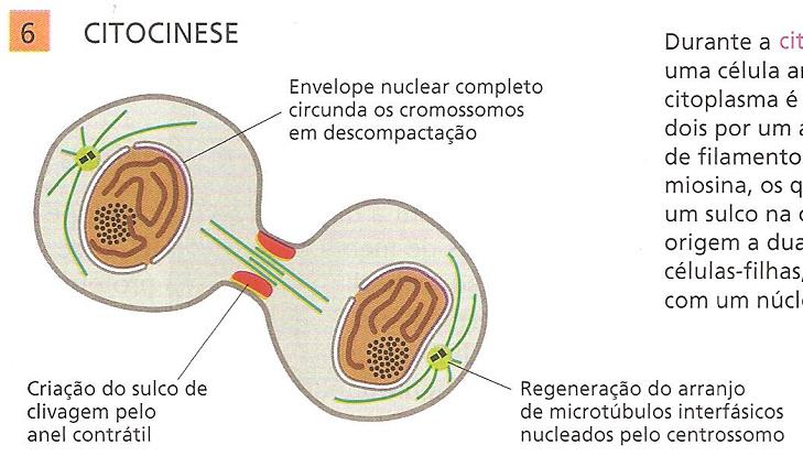 Prófase; Pró-Metáfase;