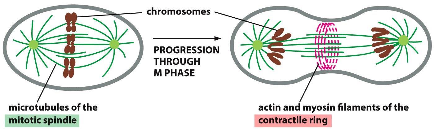 CITOESQUELETO E A DIVISÃO CELULAR: Fuso Mitótico (divisão nuclear); Anel Contrátil Citocinese (divisão citoplasma).