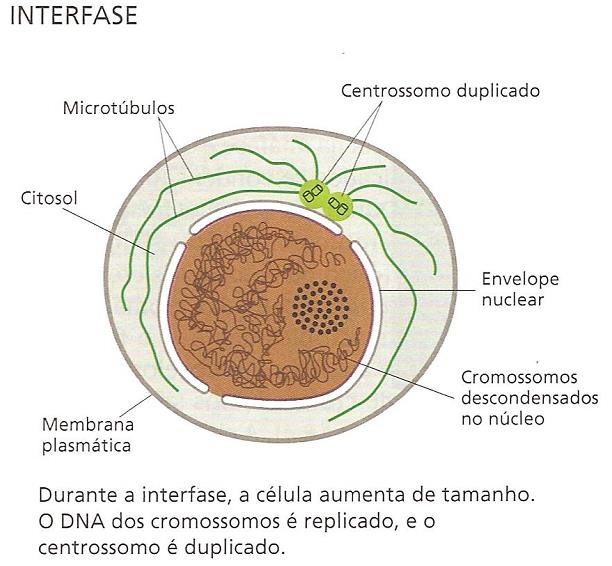 INTÉRFASE: