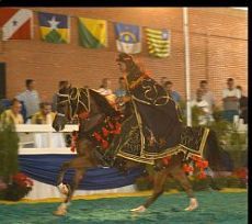 Agência de Notícias Brasil-Árabe - SP 24/12/2003-07:00 Brasil é um dos principais criadores e exportadores de cavalos árabes Cavalos puro-sangue árabes, criados em haras brasileiros, são exportados