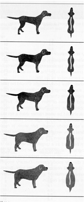 Determinação do grau de obesidade 1. peso não obeso do animal 12 a 18 meses 2. padrões para aquela raça e sexo não funciona 3. estimativa da gordura corporal tec. adiposo recobrindo costelas tec.