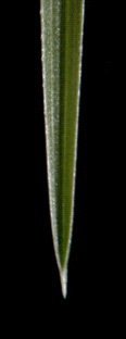 possuindo folhas mais largas e raízes mais profundas do que Pensacola (até 3 m); porém tem maior sensibilidade ao frio. Altura de poda ideal é de 3 à 6 cm. Se desenvolve melhor em áreas de pleno sol.