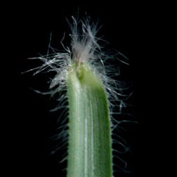 Bainha dobrada, lígula membranosa com pequenos pelos. Folhas com pelos nas bordas. Reprodução: vegetativa ou por sementes. Variedades: Oaklawn, TifBlair e comum. Ciclo perene.