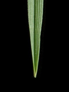 Lígula Figura 12: Características da Lolium perenne L. Ponta da Folha Perennial Ryegrass. 3.3. Tall fescue Festuca arundinacea Schreb.