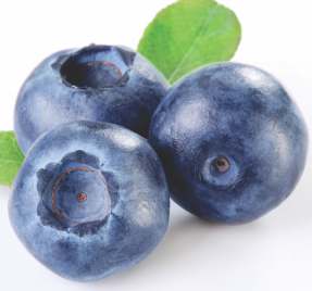 Indicações Terapêuticas Baseadas em Evidências Bilberry + Blueberry + Cranberry Potente Ação Antioxidante Para Melhora da Visão, Memória e Aparência da Pele do Idoso Vaccyn...500 mg Mande 60 cápsulas.