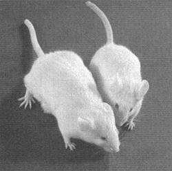 pbr322. Dois anos depois, Palmiter et al. (1982) obtiveram o primeiro camundongo transgênico com propriedades fenotípicas modificadas (Figura 1). Posteriormente, Hammer et al.