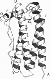 A estrutura secundária da molécula contem aproximadamente 69% de α-helice, 4% de folha-β, 5% de β-curvatura, sendo que o restante da molécula ainda não foi caracterizado (LU et al., 1989).