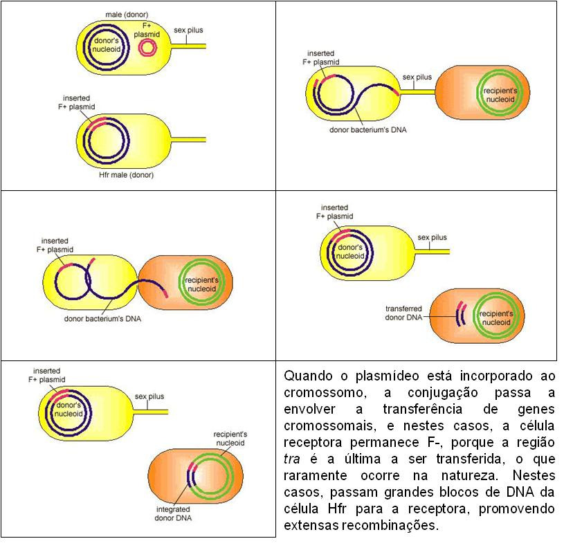 Conjugação: processo de transferência de DNA de uma bactéria para
