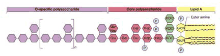 Lipopolissacarídeo das bactérias Gram negativas 3 segmentos ligados covalentemente: lipídio A, cerne do polissacarídeo e antígenos O. A porção lipídica do LPS é também chamada de ENDOTOXINA.