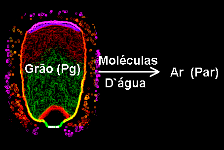 PRINCÍPIOS DA SECAGEM SISTEMA DE DUAS FASES 1-Evaporação: Perda da água da periferia da semente.